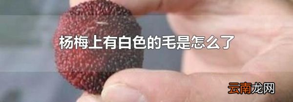 杨梅上有白色的毛是怎么了