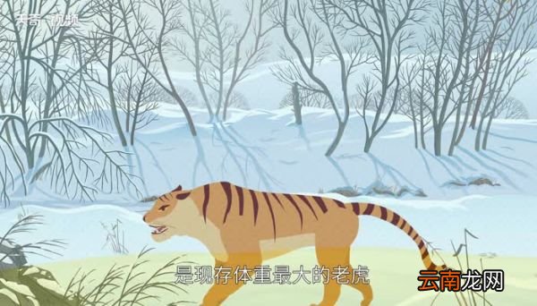 最大的老虎 体型最大的老虎是哪个种类的