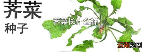 荠菜长什么样