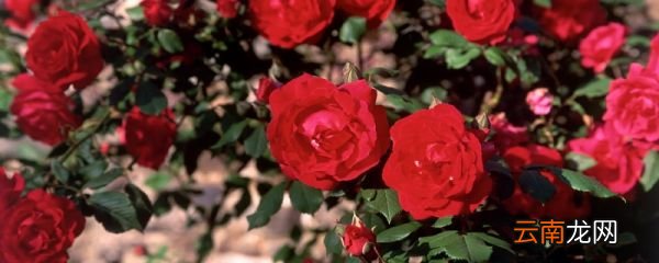 鲜花怎么保鲜 鲜花如何保鲜