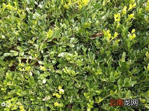 金立m7怎么样？金立m7详细评测