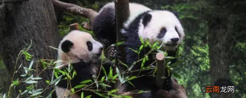 稀有动物有什么动物
