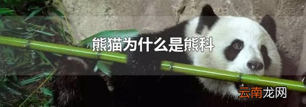 熊猫为什么是熊科