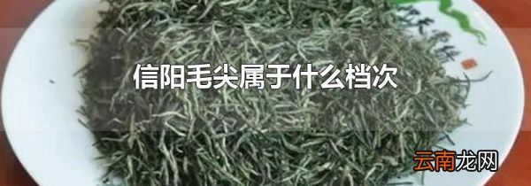 信阳毛尖属于什么档次