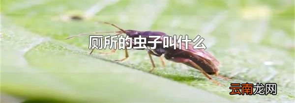 厕所的虫子叫什么