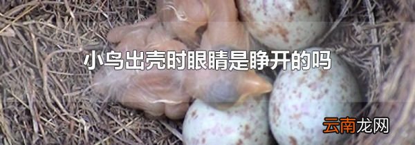 小鸟出壳时眼睛是睁开的吗