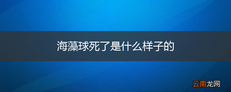 海藻球死了是什么样子的
