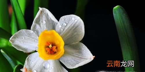春天有什么花