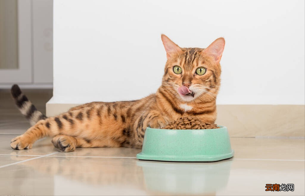 质量好性价比高的猫粮推荐 又便宜又好的猫粮排名