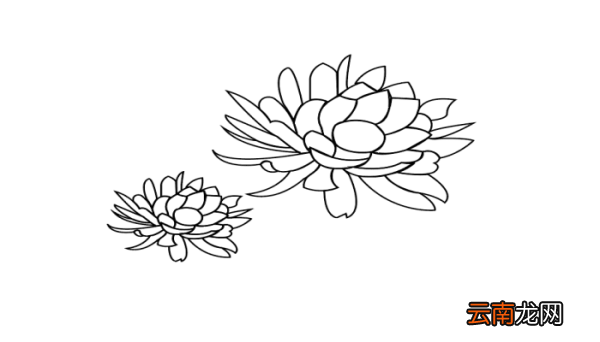 昙花简笔画 昙花简笔画怎么画