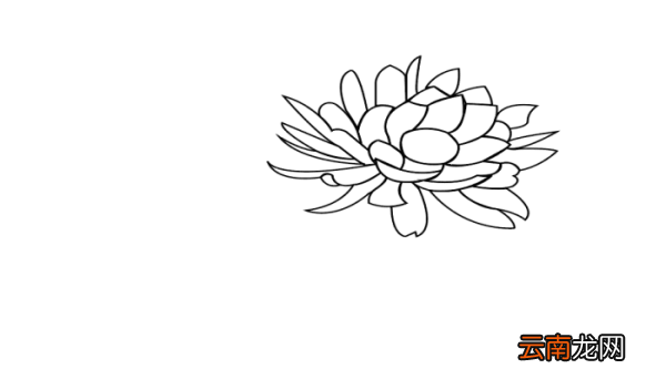 昙花简笔画 昙花简笔画怎么画