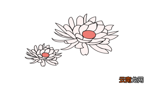 昙花简笔画 昙花简笔画怎么画