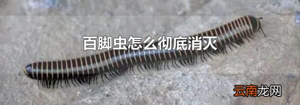 百脚虫怎么彻底消灭