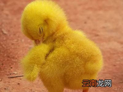 染色的小鸡怎么把色去掉