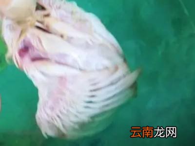 染色的小鸡怎么把色去掉