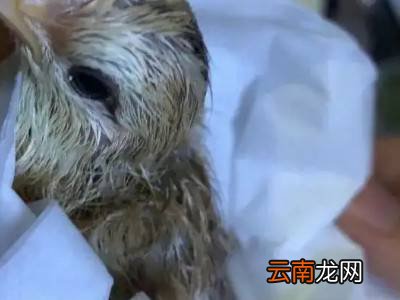 染色的小鸡怎么把色去掉