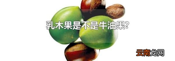 乳木果是不是牛油果?