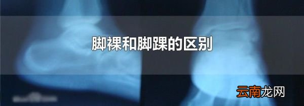 脚裸和脚踝的区别