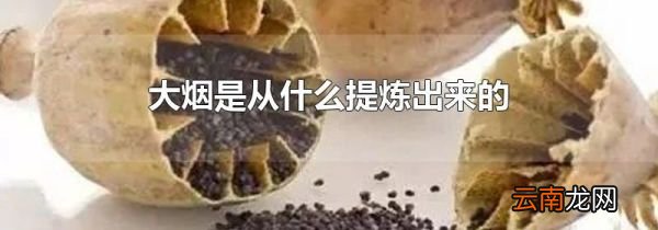 大烟是从什么提炼出来的