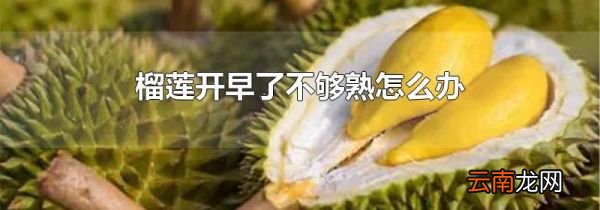 榴莲开早了不够熟怎么办