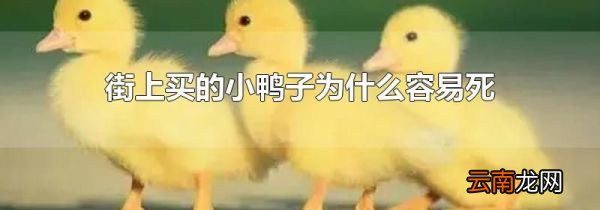 街上买的小鸭子为什么容易死