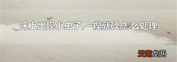 床上出现小虫子,一捏就碎,怎么处理