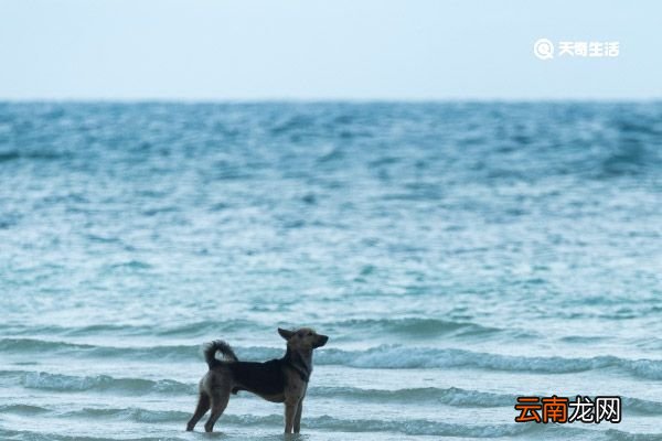 海狗鞭泡酒的功效与作用 海狗鞭泡酒的功效