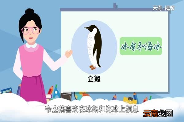 企鹅是鸟类吗 企鹅属于鸟类吗