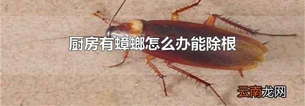 厨房有蟑螂怎么办能除根