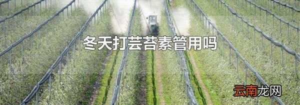 冬天打芸苔素管用吗
