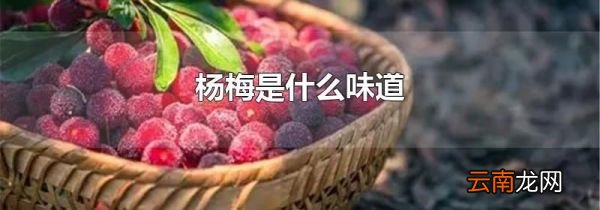 杨梅是什么味道