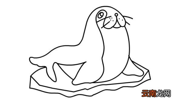 小海豹简笔画怎么画小海豹简笔画的画法