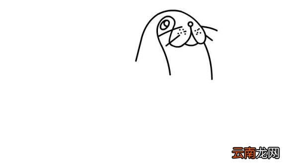 小海豹简笔画怎么画小海豹简笔画的画法