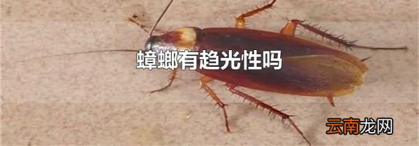 蟑螂有趋光性吗