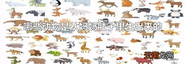哪些动物是从妈妈肚子里生出来的