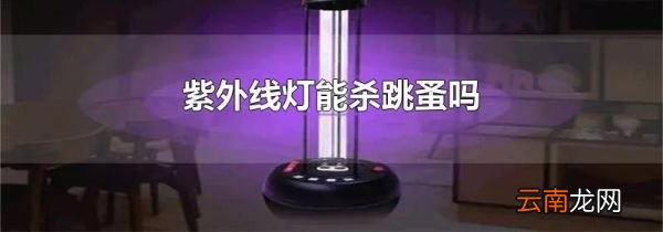 紫外线灯能杀跳蚤吗