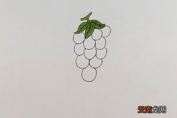 画葡萄简笔画