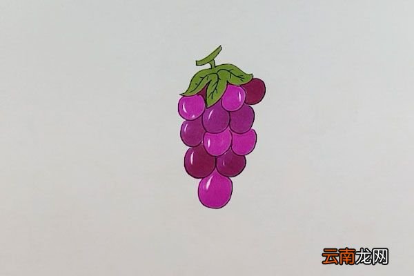 画葡萄简笔画
