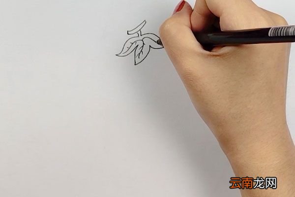 画葡萄简笔画