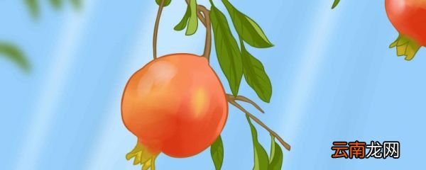 赞美石榴的诗句 赞美石榴的古诗