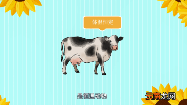 鸡是哺乳动物吗 鸡是不是哺乳动物
