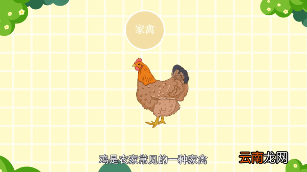 鸡是哺乳动物吗 鸡是不是哺乳动物