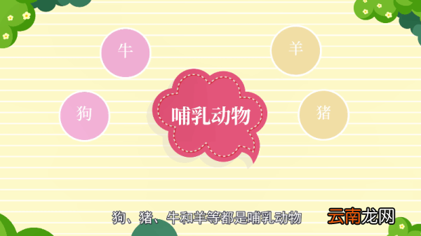 鸡是哺乳动物吗 鸡是不是哺乳动物