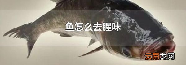 鱼怎么去腥味