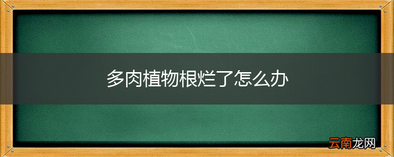 多肉植物根烂了怎么办