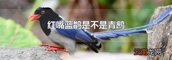 红嘴蓝鹊是不是青鹧