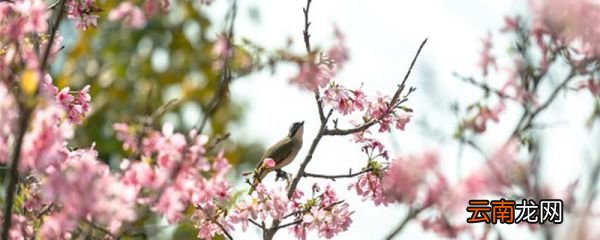 广东五花茶是哪五花 五花茶是什么