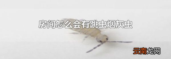 房间怎么会有跳虫烟灰虫