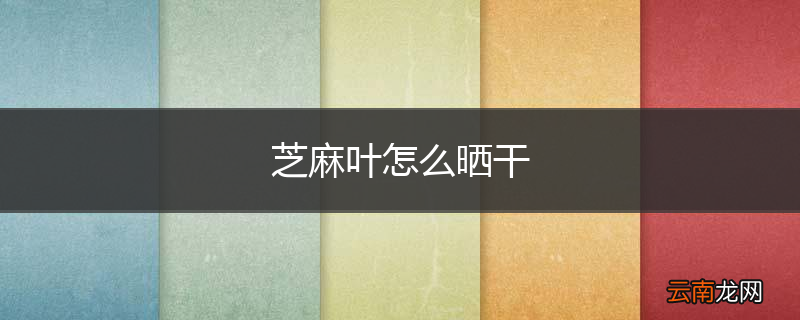 芝麻叶怎么晒干