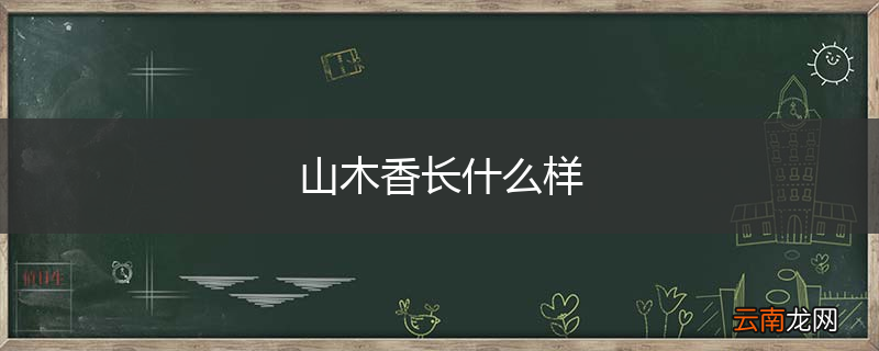 山木香长什么样
